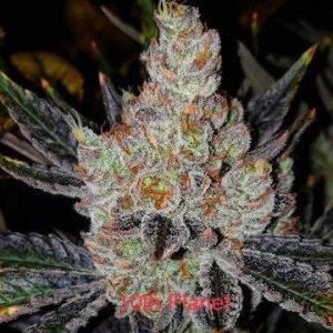 Ethos – 10th Planet R1 (Feminized) - Image 2