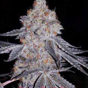 Ethos – Banana Daddy R1 (Feminized) - Image 2