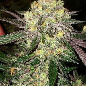 Ethos – Candy Store Rbx (Feminized) - Image 2