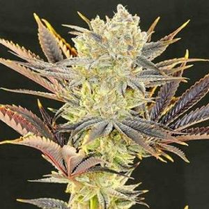 Ethos – Citradelic Sunset (Feminized) - Image 2