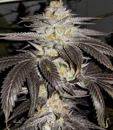 Ethos – Colin OG Rbx (Feminized) - Image 3