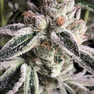 Ethos – Crescendo RBx1 (Feminized) - Image 2