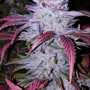 Ethos – Early Lemon Berry Rbx (Feminized) - Image 2