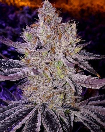 Ethos – Ethos Apex F1 (Regular M/F) - Image 2