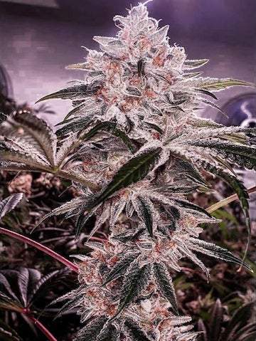 Ethos – Ethos Apex R1 (Feminized) - Image 2