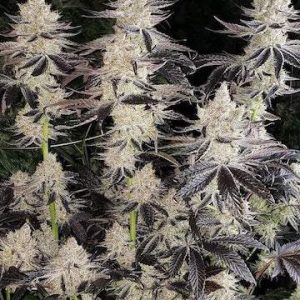 Ethos – Ethos Cookies R2 (Feminized) - Image 2
