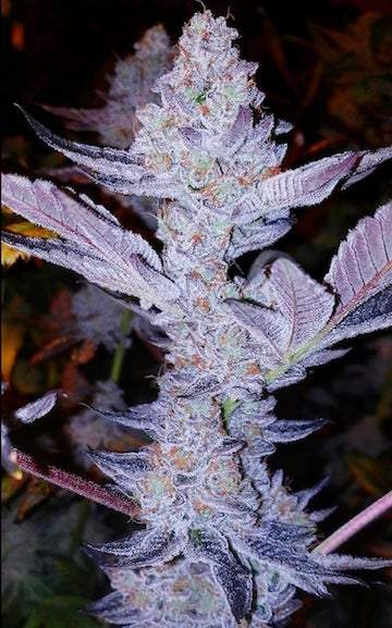 Ethos – GMO Zkittlez F1 (Regular M/F) - Image 2