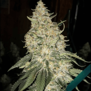 Ethos – Grandpa’s Stash R2 (Feminized) (Retiring Soon) - Image 2
