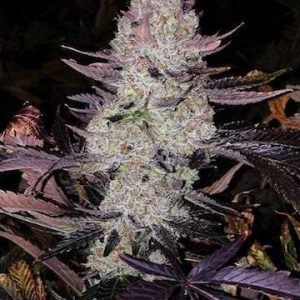 Ethos – Grape Diamonds R2 (Feminized) - Image 2