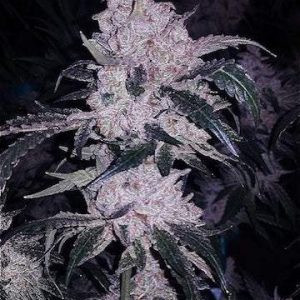 Ethos – Headband Cookies Bx1 (Retired) (Regular M/F) - Image 2