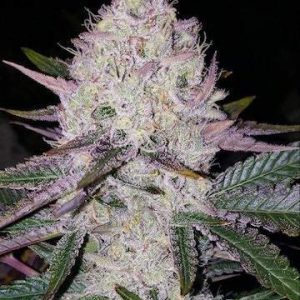 Ethos – Lemon Berry Candy OG Bx2 (Regular M/F) - Image 2
