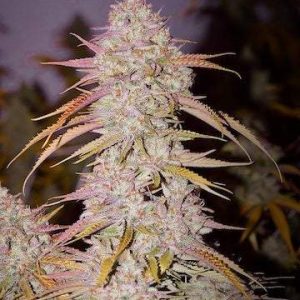 Ethos – Lemon OG Haze F4 (Regular M/F) - Image 2