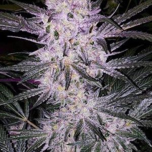 Ethos – Lilac Cookies Bx2 (Regular M/F) - Image 2