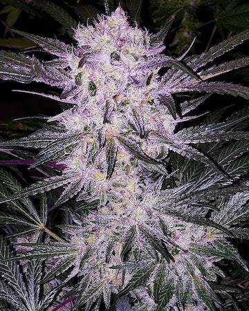 Ethos – Lilac Cookies Bx2 (Regular M/F) - Image 2