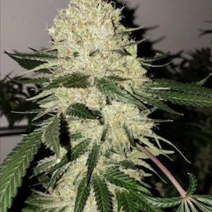 Ethos – Lilac Diesel Bx4 (Regular M/F) - Image 2