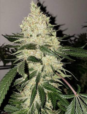 Ethos – Lilac Diesel Bx4 (Regular M/F) - Image 2