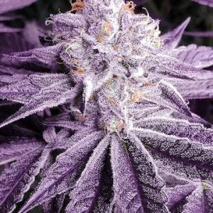 Ethos – Lilac OG Bx1 (Regular M/F) - Image 2