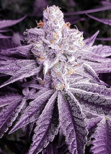 Ethos – Lilac OG Bx1 (Regular M/F) - Image 2
