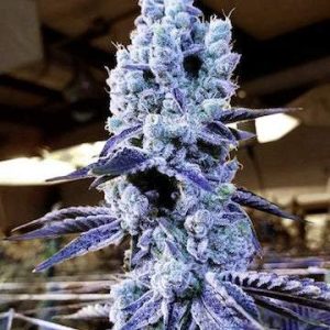 Ethos – Mandarin Cookies V2 (Feminized) - Image 2