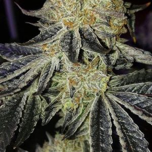 Ethos – Mandarin Zkittlez F1 (Regular M/F) - Image 2