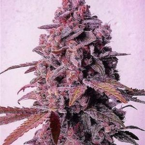 Ethos – Mandarin Zkittlez R1 (Feminized) (Retiring Soon) - Image 2