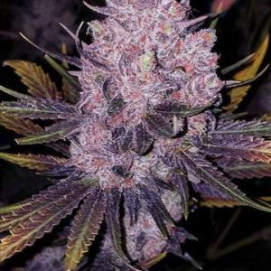 Ethos – Member OG? Bx1 (Regular M/F) - Image 2