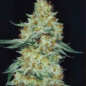 Ethos – Memberberry Rbx (Feminized) - Image 2
