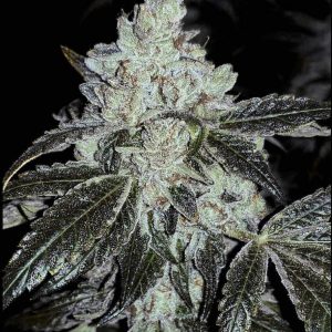 Ethos – OG Kush Autoflower Rbx (Feminized) (Autoflower) - Image 2