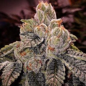 Ethos – OGDlux Bx3 (Regular M/F) - Image 2