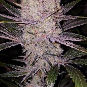 Ethos – Orange Kush Cake R1 (O.K.C) (Feminized) - Image 2