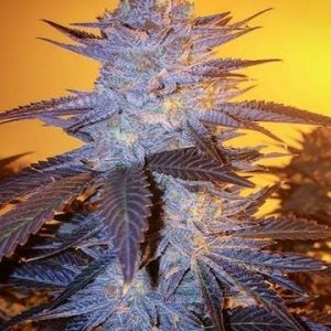 Ethos – Orange Velvet Underground Rbx (Retired) (Feminized) - Image 2