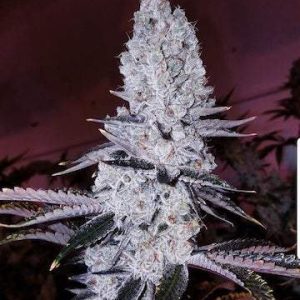 Ethos – Original Mandarin Cookies R1 (Feminized) - Image 2