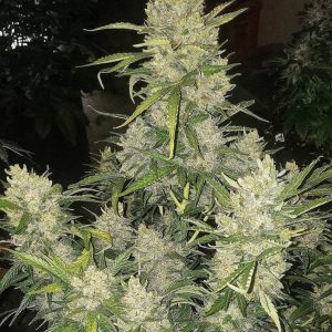 Ethos – Pluto Cut Autoflower R F3 (Feminized) (Autoflower) - Image 2