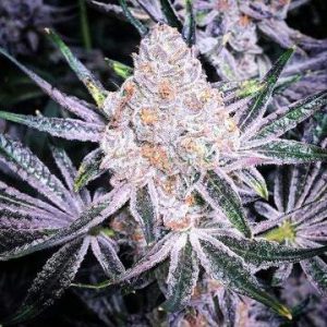 Ethos – Purple Sunset Rbx2 (Feminized) - Image 2