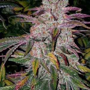 Ethos – Purple Thai Auto Rbx1 (Feminized) (Autoflower) - Image 2