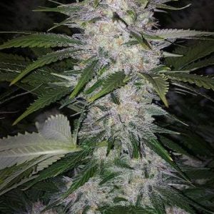 Ethos – Skunk Hero Rbx1 (Feminized) - Image 2