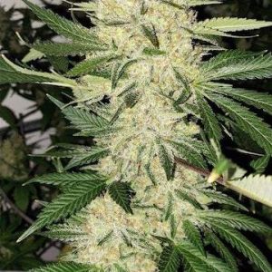 Ethos – Super Lemon Haze F5 (Regular M/F) - Image 2