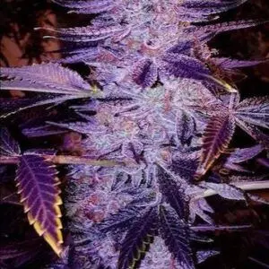 Ethos - Forbidden Zkittlez Bx1