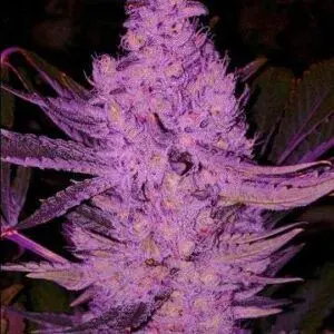 Ethos - Purple Majik Rbx1