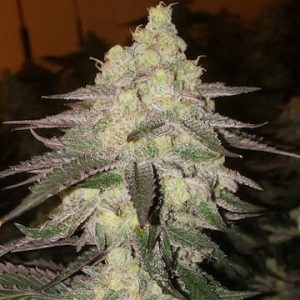 Ethos – Banana Daddy Auto RBx2 (Feminized) (Autoflower) - Image 2