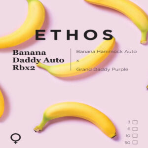Ethos – Banana Daddy Auto RBx2 (Feminized) (Autoflower)