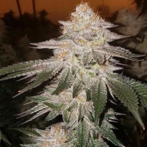 Ethos – Piña Auto RBx2 (Feminized) (Autoflower) - Image 2