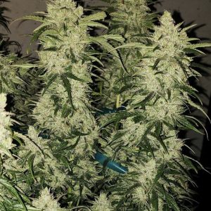 Ethos – Zweet Auto RBx2 (Feminized) (Autoflower) - Image 2