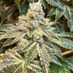 Ethos – White Wedding Rbx (Feminized) - Image 2