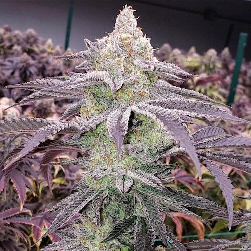 Ethos – Colin OG Rbx (Feminized) - Image 2