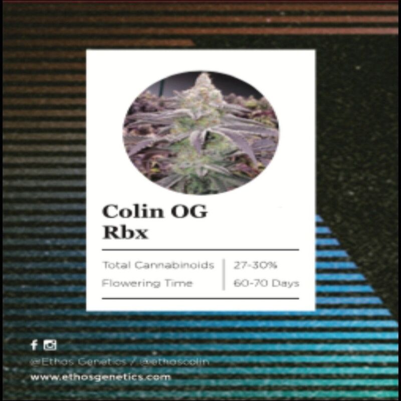 Ethos – Colin OG Rbx (Feminized) - Image 4