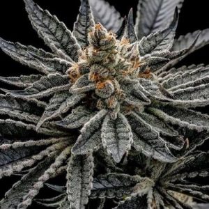 Ethos – End Game R2 (Feminized) - Image 2