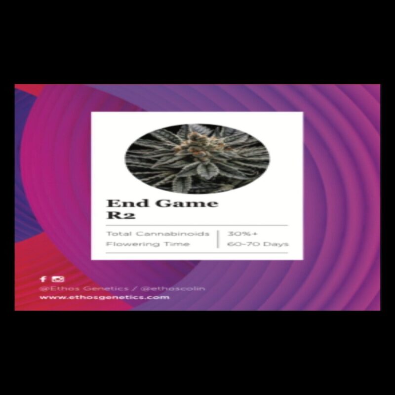 Ethos – End Game R2 (Feminized) - Image 3