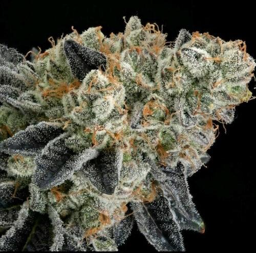 Ethos – End Game Rbx “EC #4 Line” (Feminized) - Image 2