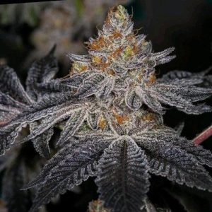 Ethos – End Game Rbx “The Punch Line” (Feminized) - Image 2